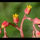 La formichina e il suo giardino incantato