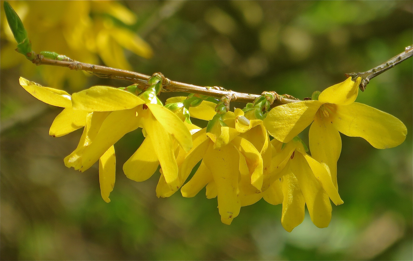 ... la forsythia !!!...