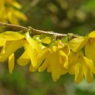 ... la forsythia !!!...