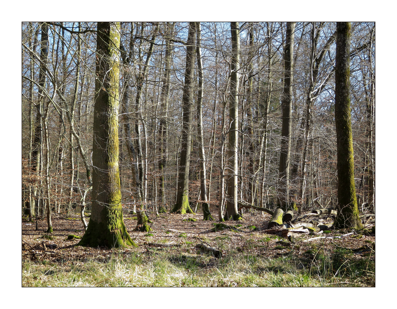 la forêt -05032022-