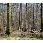 la forêt -05032022-