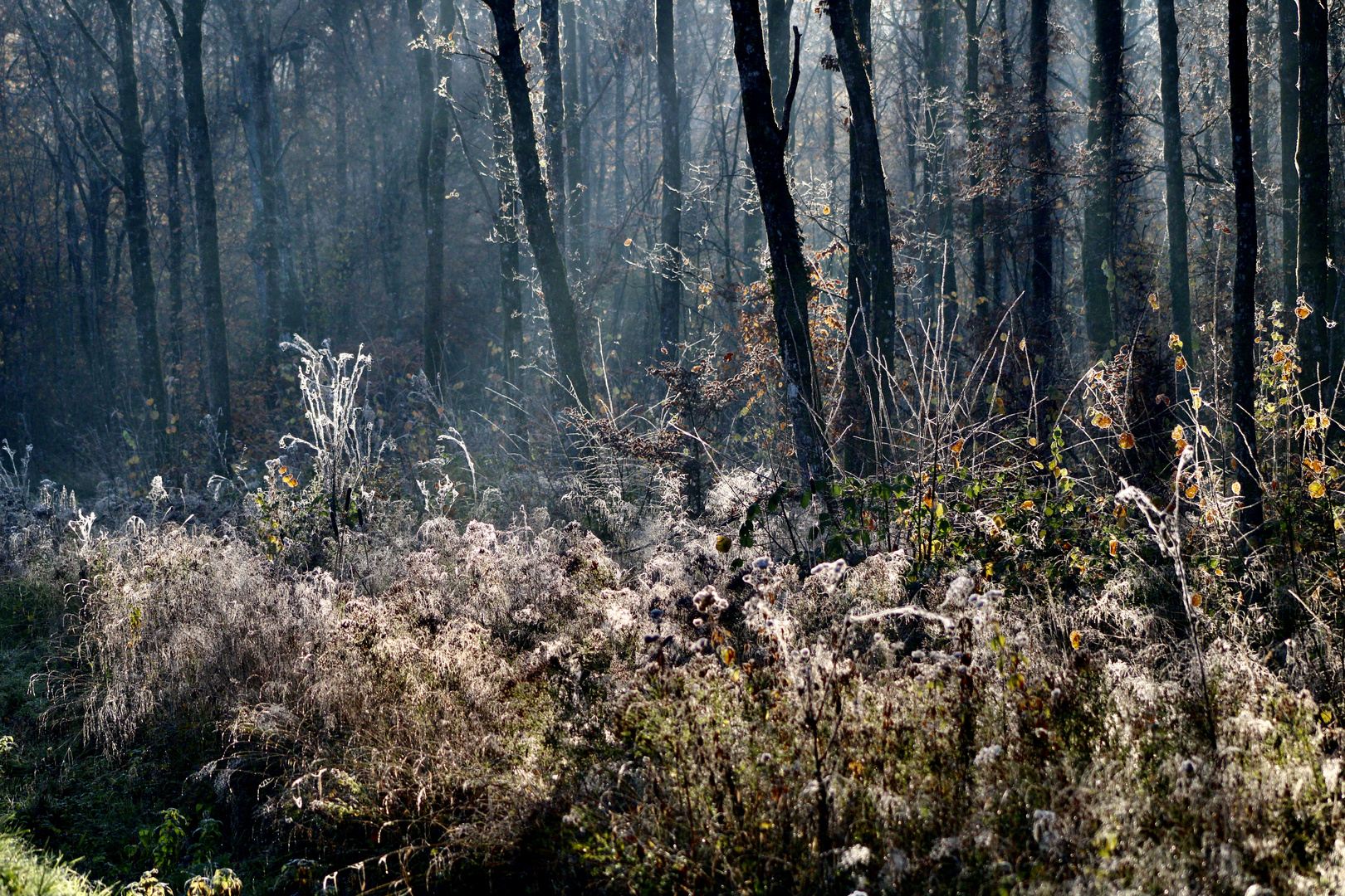 ...la forêt !!!...