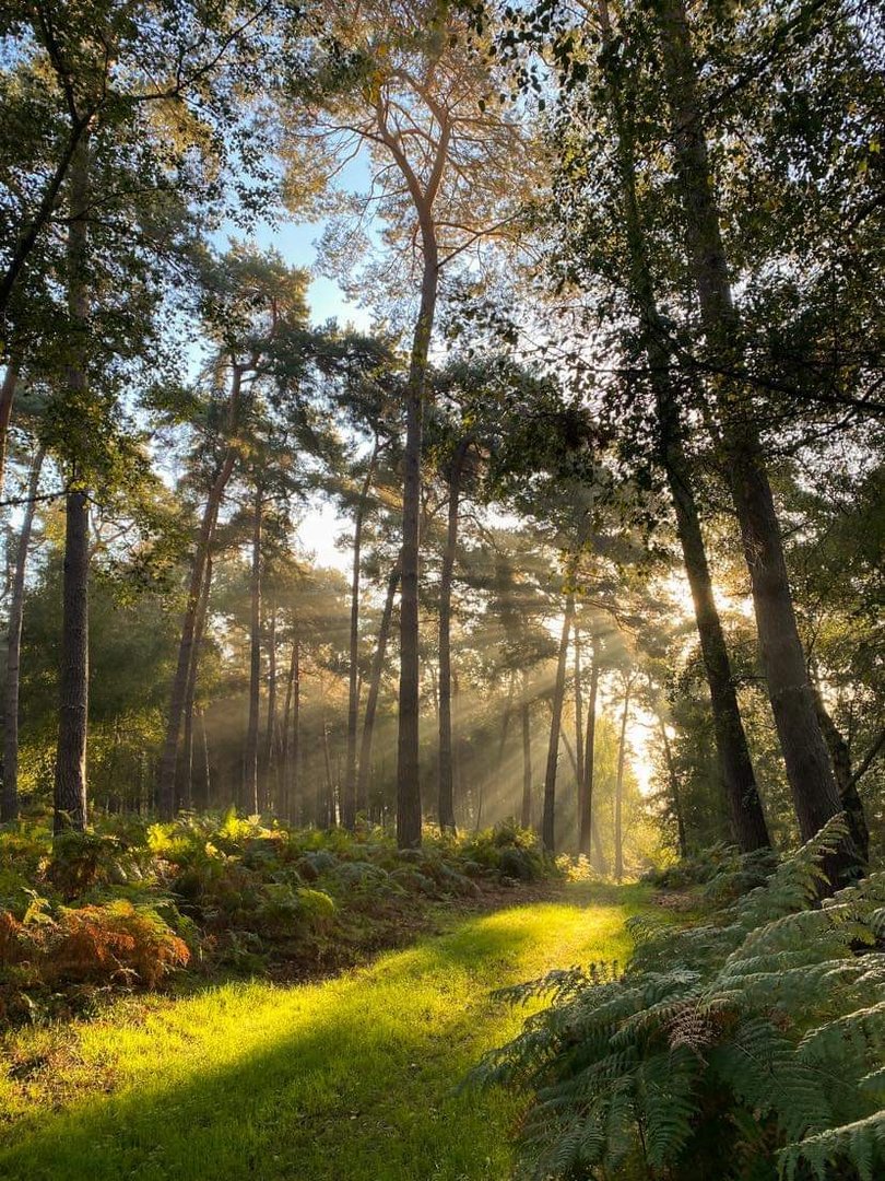 La forêt 