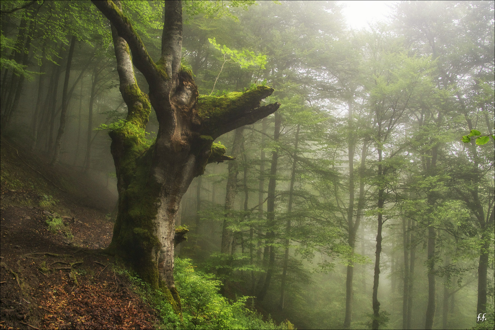 La forêt !