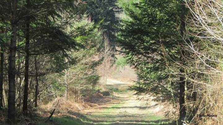 La forêt 