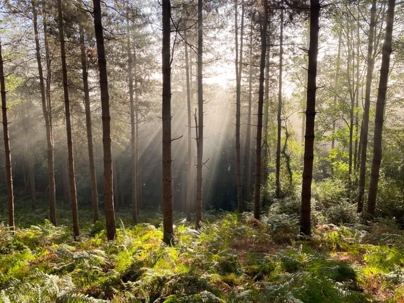 La forêt 