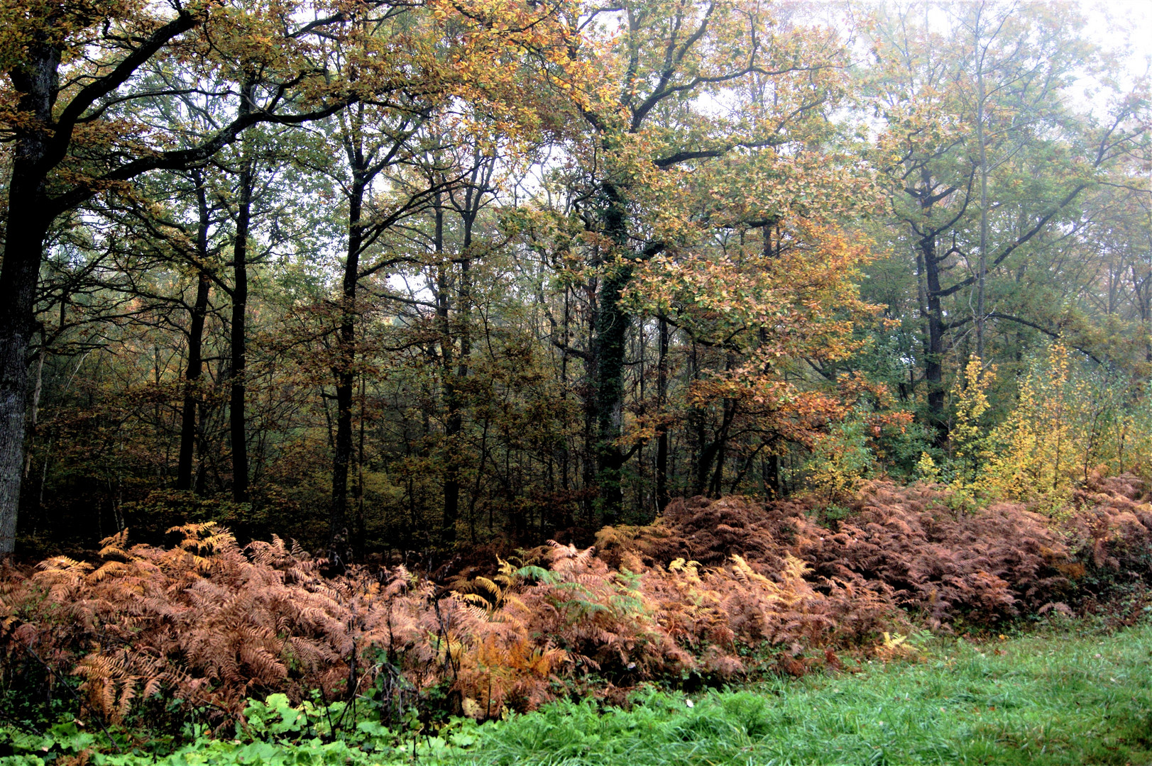  la forêt 