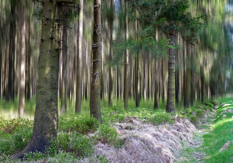 la forêt