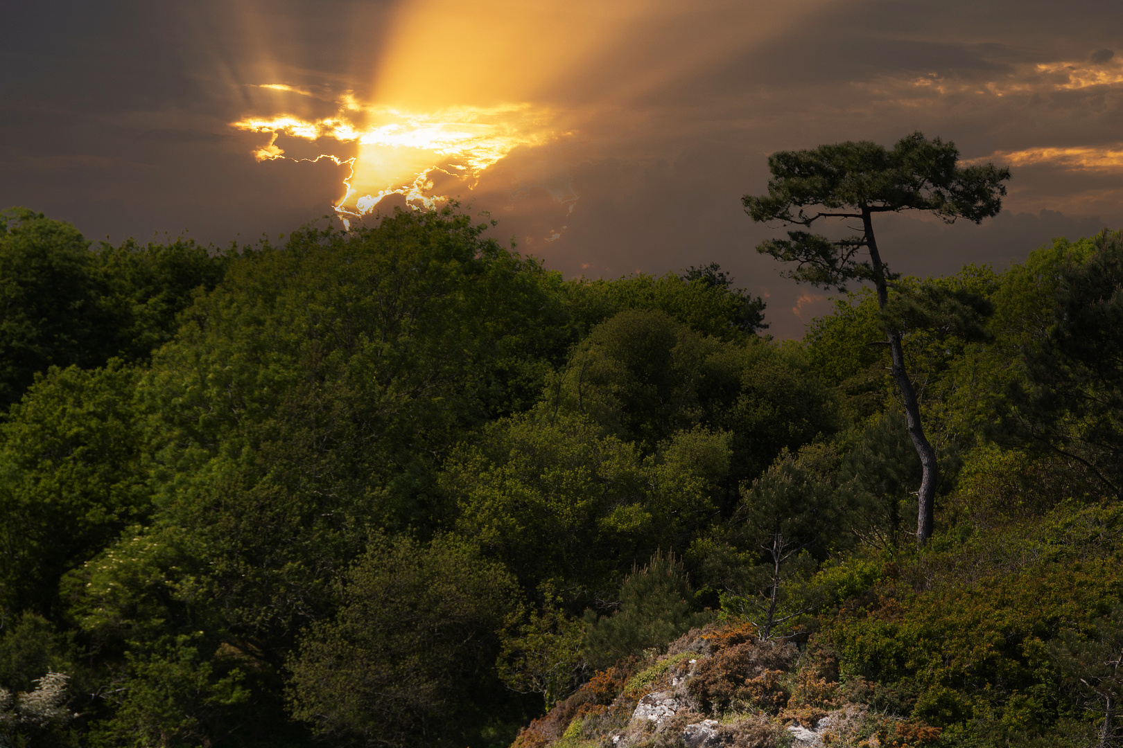 La forêt à préserver!