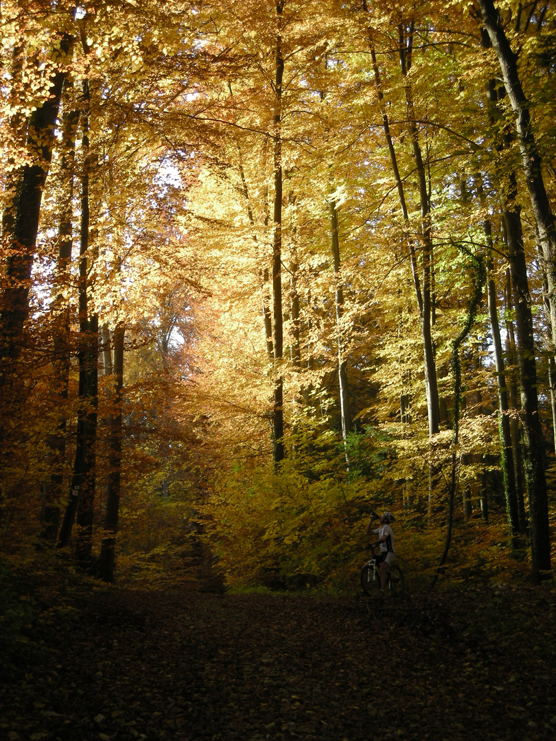 La forêt, à vtt...