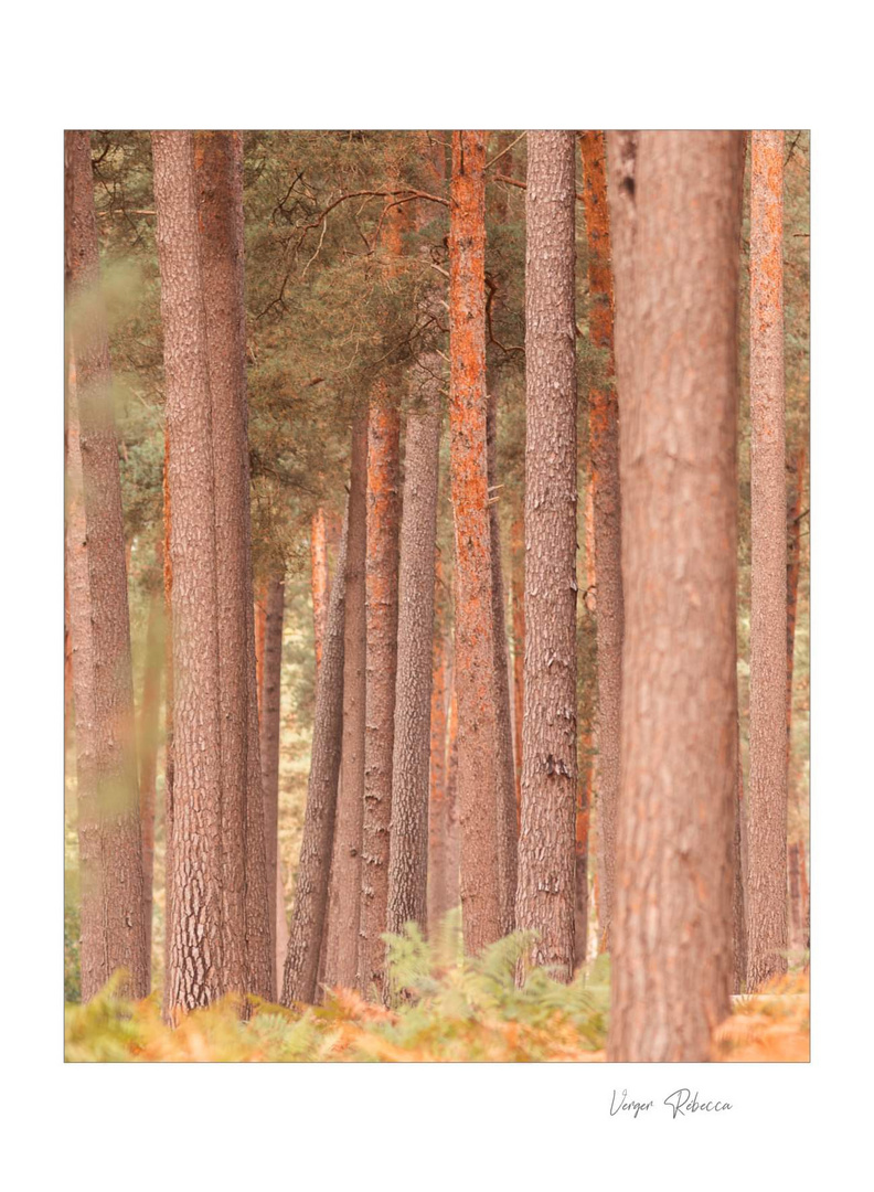 La forêt 