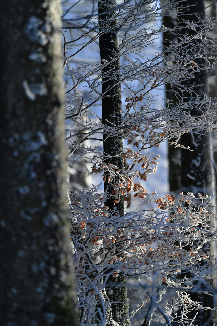 La forêt blanche