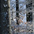 La forêt blanche