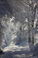 La forêt blanche.