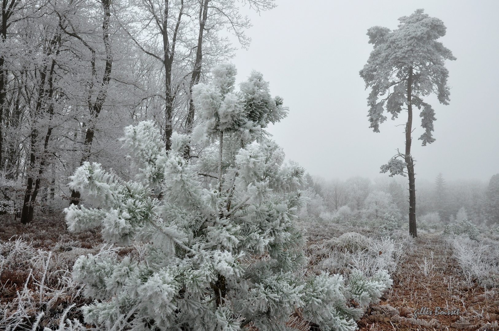 la forêt blanche