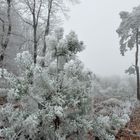 la forêt blanche