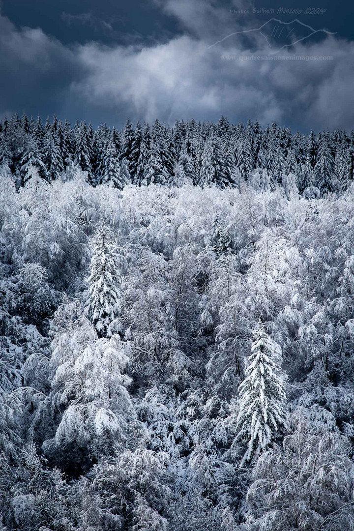 La forêt blanche