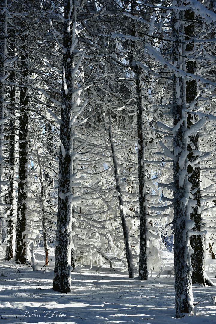 La forêt blanche