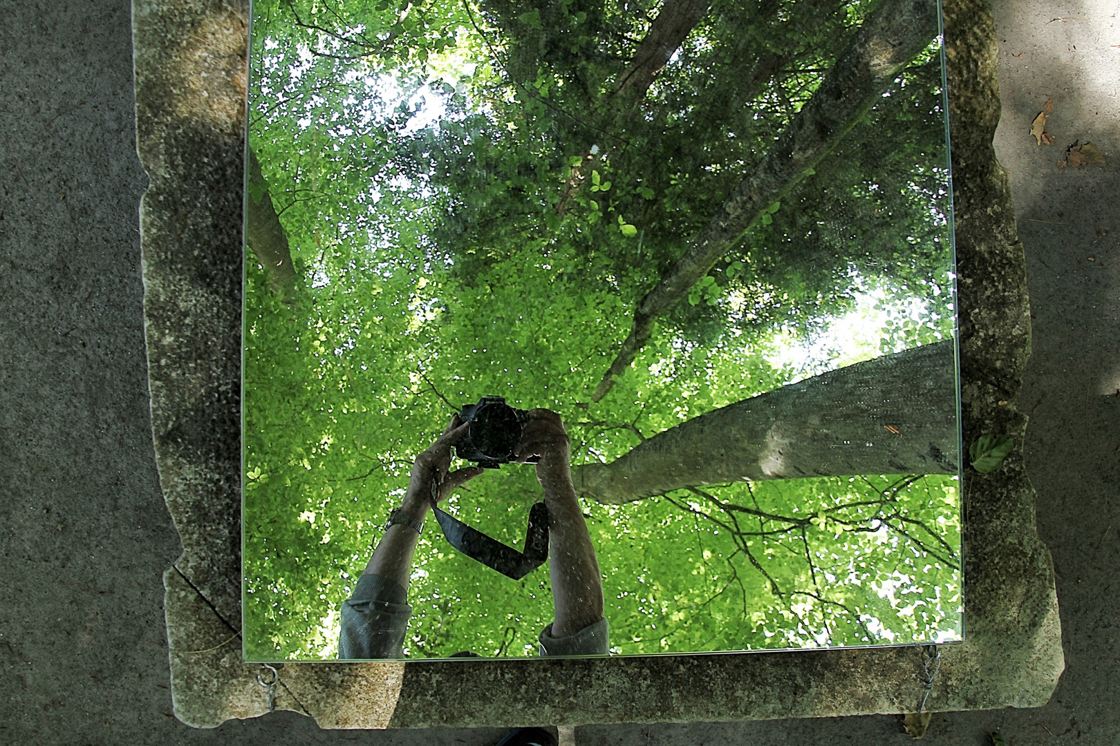 la forêt dans le miroir !