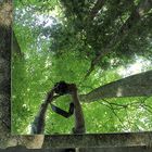 la forêt dans le miroir !