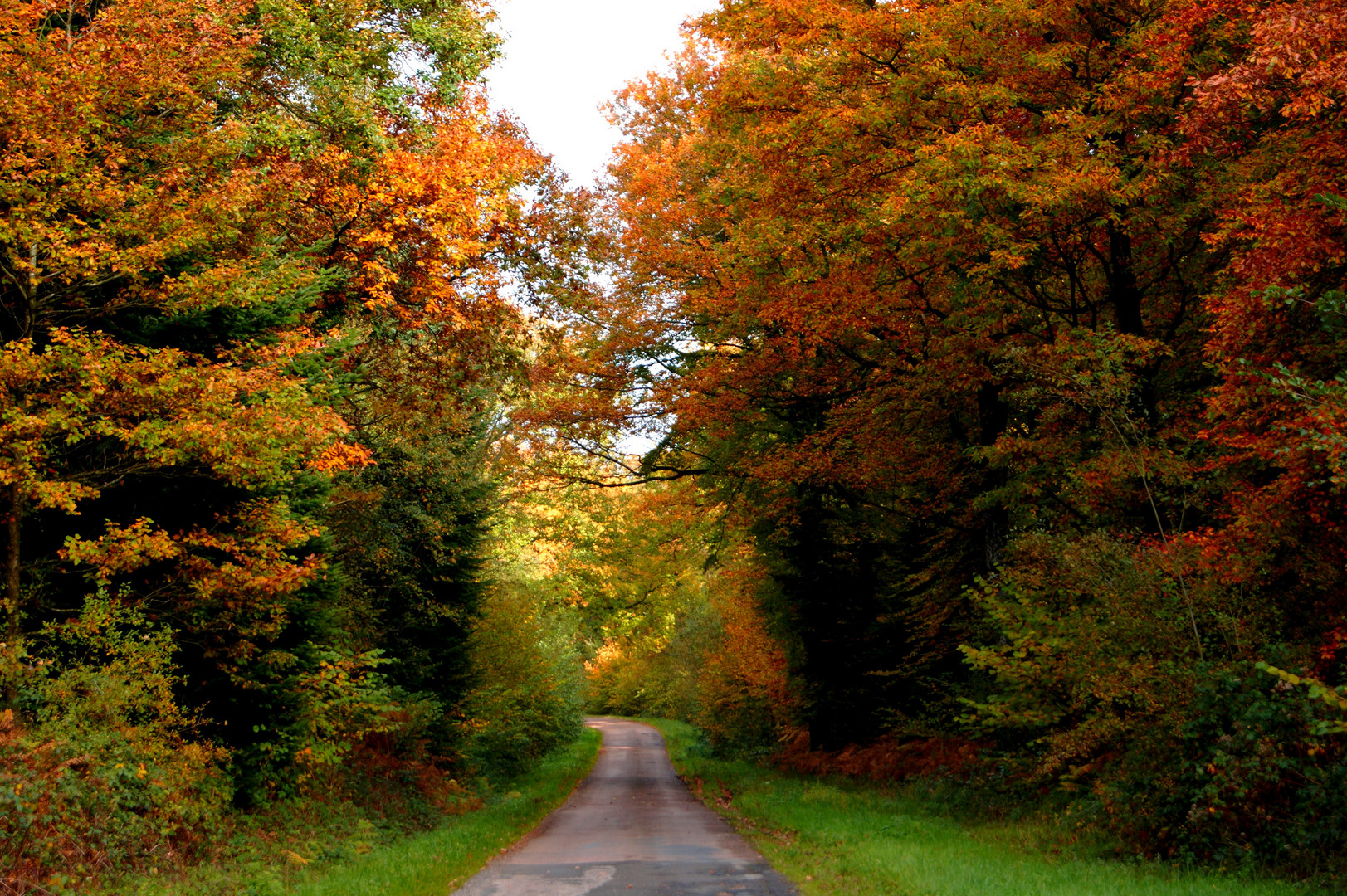 la forêt dans toute sa splendeur