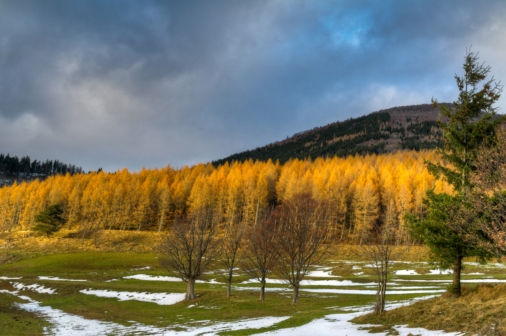 La forêt de mélèzes