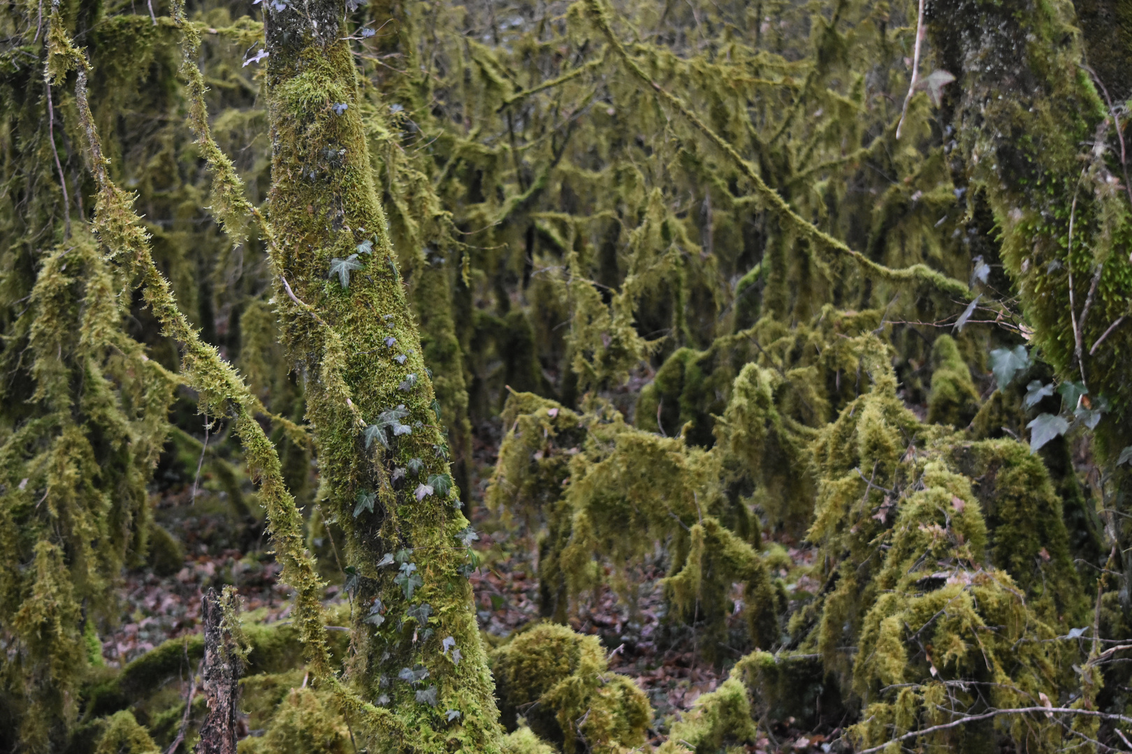 La Forêt de Mousse !!