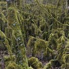 La Forêt de Mousse !!