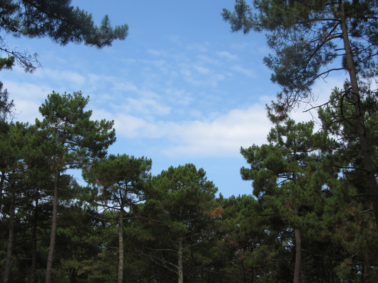 La forêt de Pins