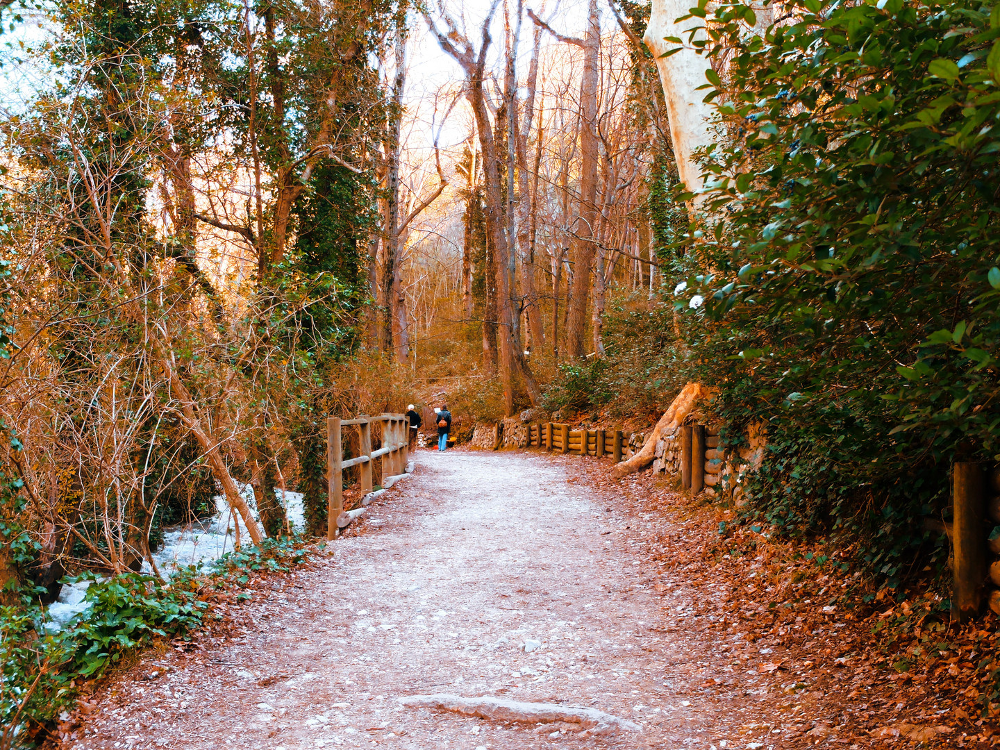 La forêt de Saint-Pons