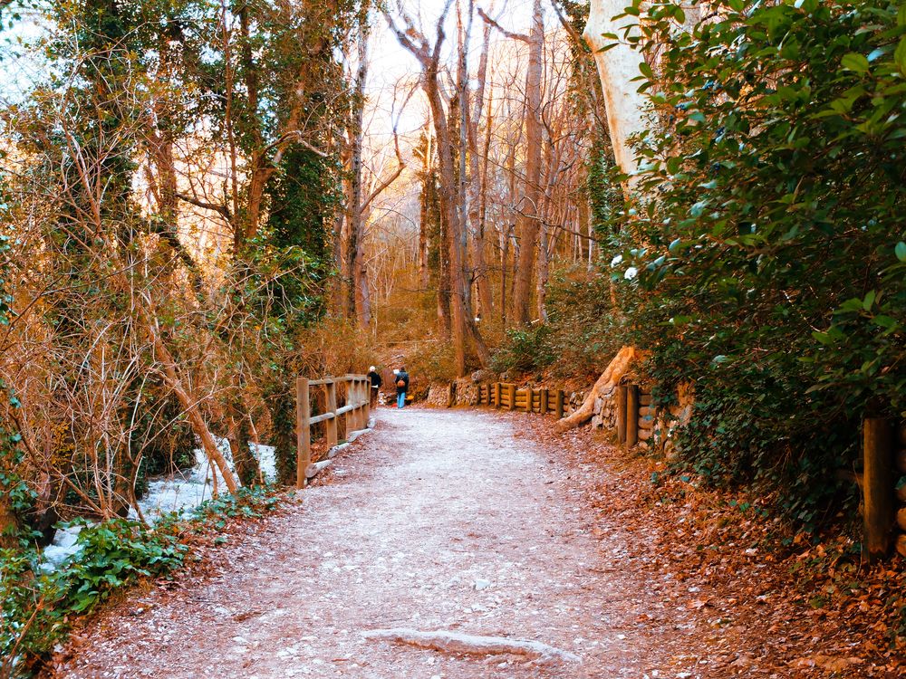 La forêt de Saint-Pons