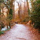 La forêt de Saint-Pons