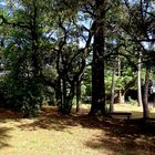 La forêt de St Trojan (île d'Oléron)