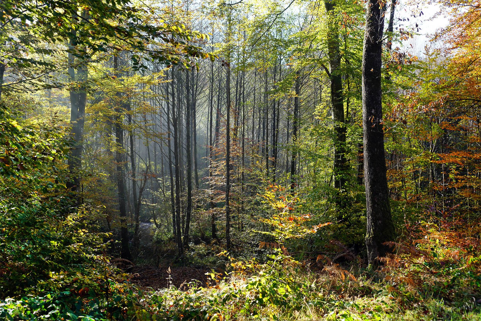 La forêt d'Ecouves