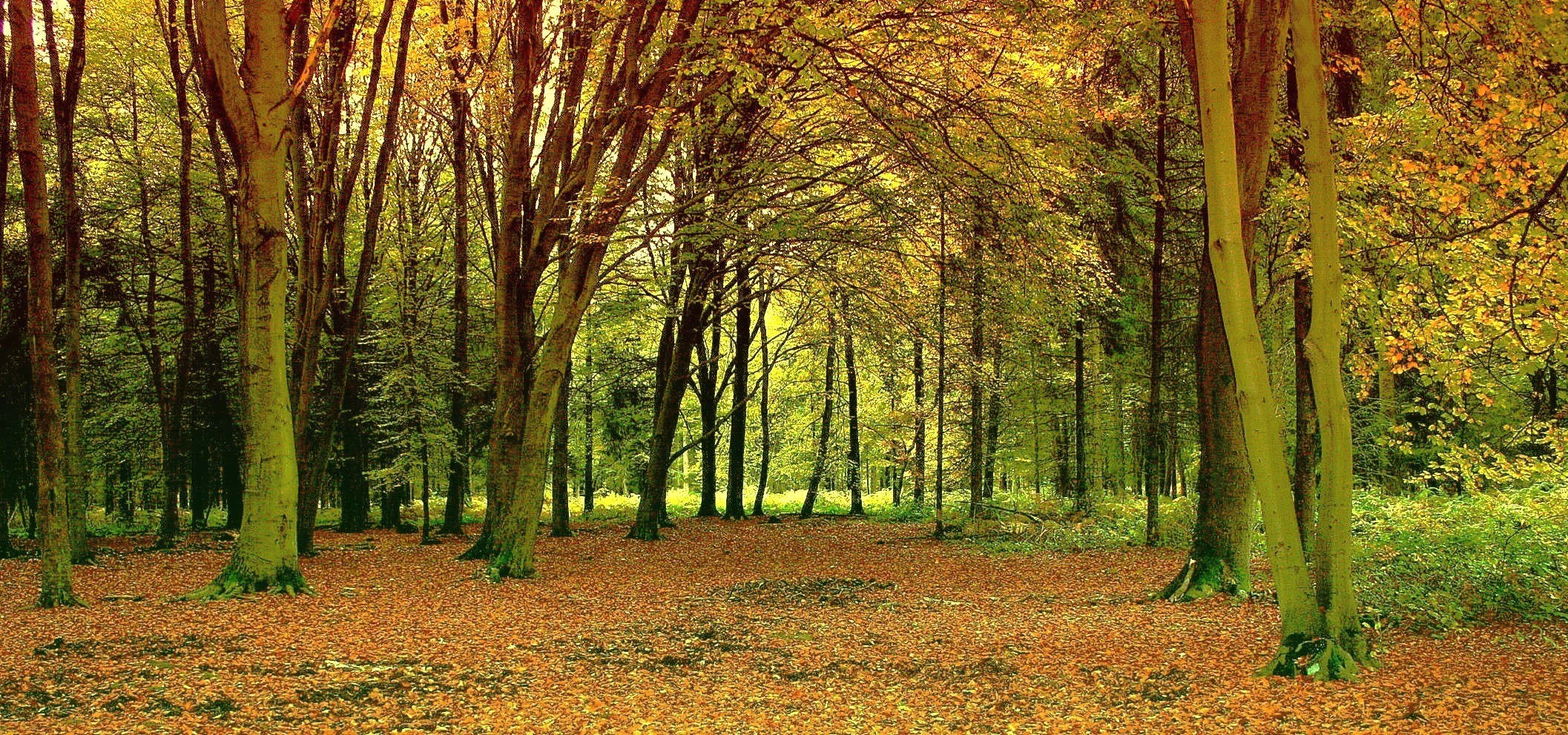 La forêt des couleurs