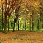 La forêt des couleurs