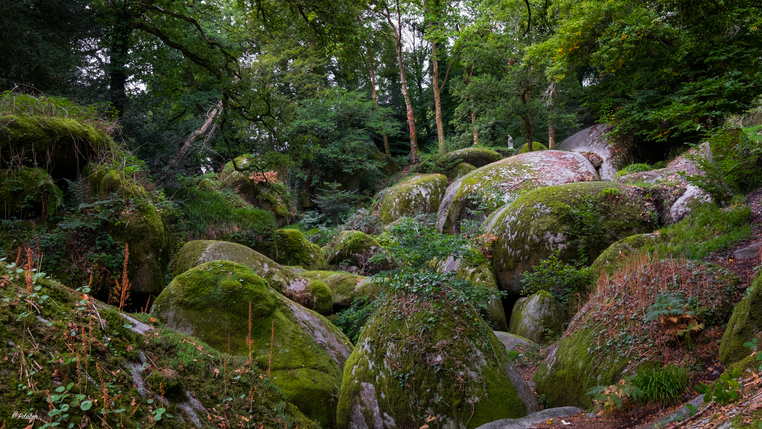 La forêt des druides