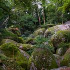 La forêt des druides