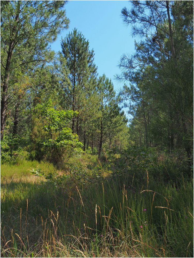 La forêt des Landes