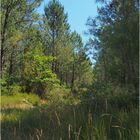 La forêt des Landes