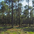 La forêt des Landes