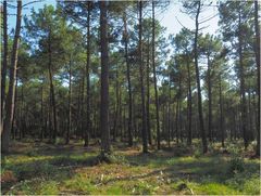 La forêt des Landes