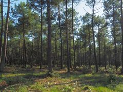 la-forêt-des-landes -Atelier 5-06-2020