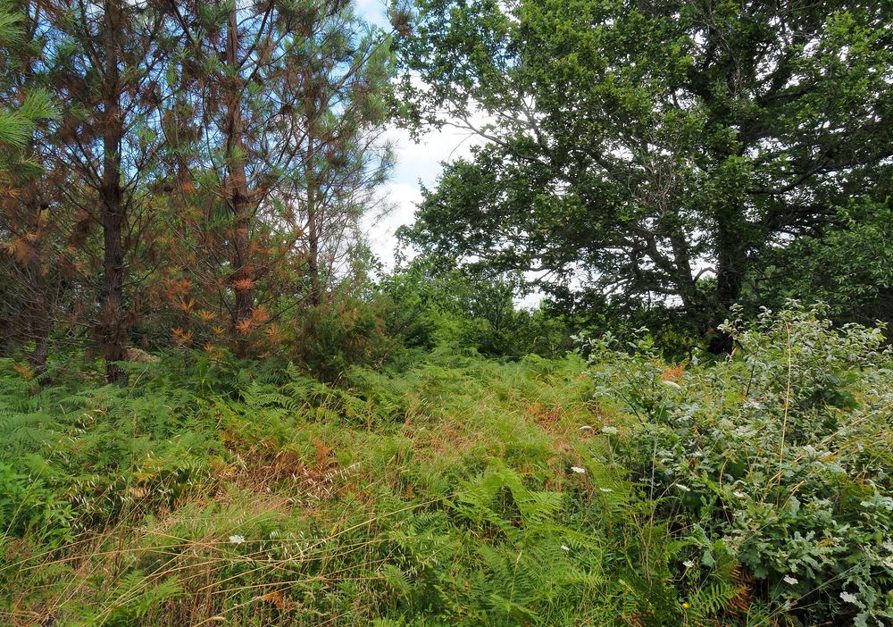 La forêt des Landes, autrement… !