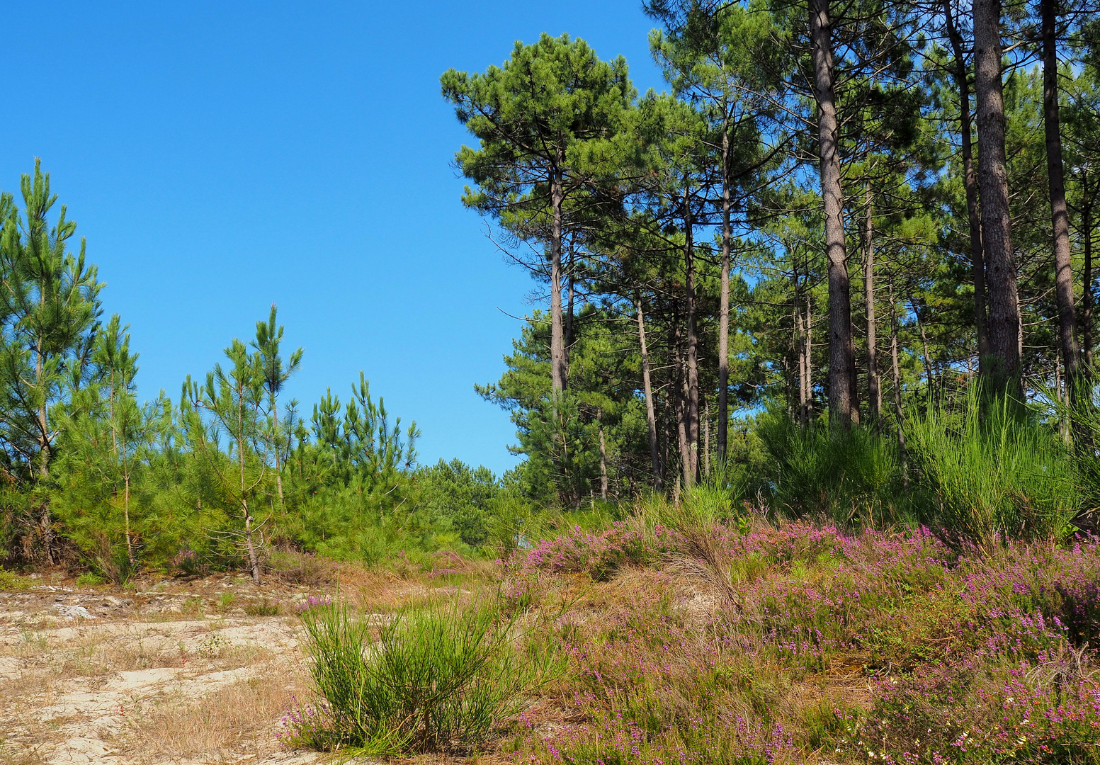 La forêt des Landes