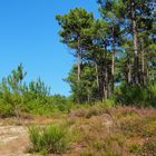 La forêt des Landes