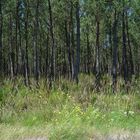 La forêt des Landes   --  Der Wald von den « Landes »