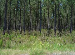 La forêt des Landes   --  Der Wald von den « Landes »