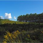 La forêt des Landes du côté de Azur