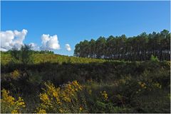 La forêt des Landes du côté de Azur